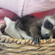 Illustration for article titled The Raccoons of Instagram–Youre Welcome